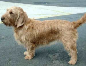 Basset Fauve de Bretagne Dog: Characteristics, Origin
