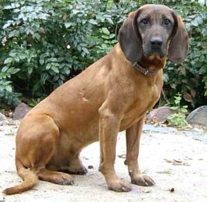 Bavarian Mountain Hound Dog: Characteristics, Origin