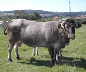 Bazadaise Cattle Characteristics, Origin, Uses