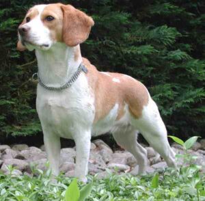 Beagle Dog: Characteristics, Origin, Temperament