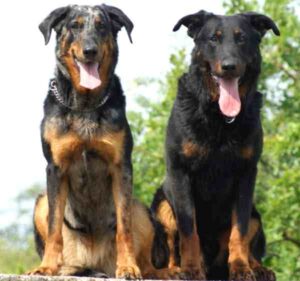 Beauceron Dog: Characteristics, Origin, Temperament