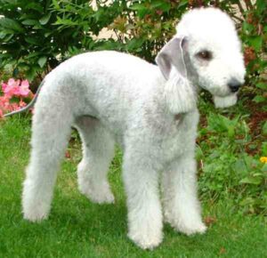 Bedlington Terrier Dog Characteristics, Origin