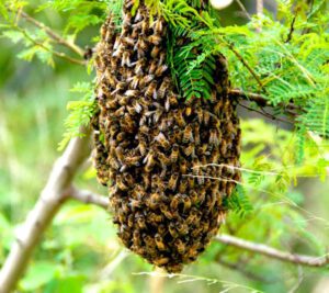 Feeding Honey Bees Sugar Water: Best Guide for Beginners