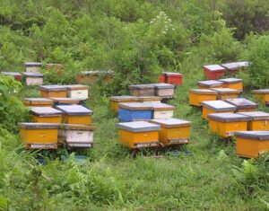 Bee Farming: Best Business Guide & 17 Tips