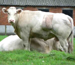 Belgian Blue Cattle Characteristics, Origin, Uses