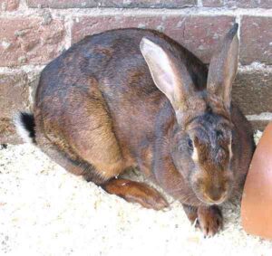 Belgian Hare Characteristics, Origin & Uses Info