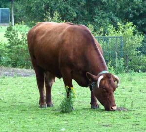 Belgian Red Cattle Farming: Business Plan for Beginners