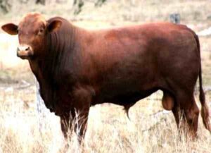 Belmont Red Cattle Farming: Business Starting Guide