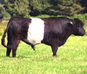 Belted Galloway Cattle Farming Business