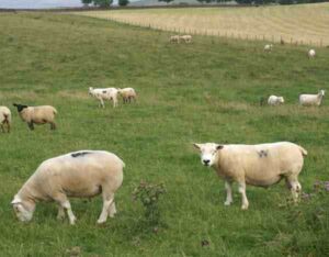 Beltex Sheep: Characteristics, Origin, Facts & Uses