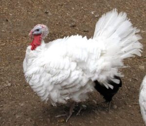 Beltsville Small White Turkey Farming Business