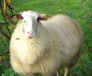 Bentheimer Landschaf Sheep Characteristics & Uses