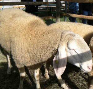 Bergamasca Sheep Characteristics, Uses & Origin