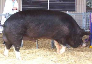 Berkshire Pig – Characteristics, Origin, Color, Weight