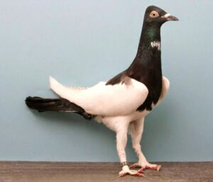 Berlin Long Faced Tumbler Pigeon Characteristics