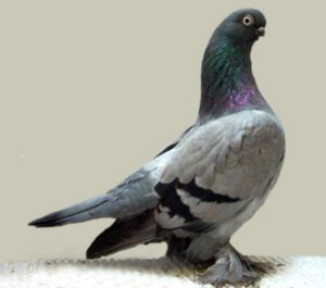 Tumbler Pigeons Characteristics, Origin & Uses