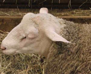 Berrichon du Cher Sheep Characteristics, Origin & Uses