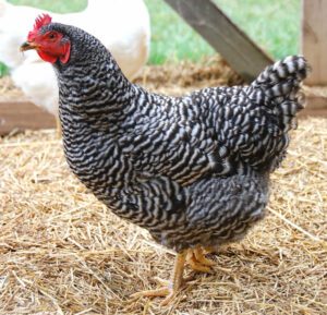 Plymouth Rock Chicken Farming: Best Business Guide