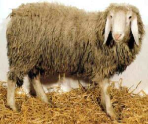 Biellese Sheep Characteristics, Origin, Uses