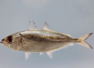 Bigeye Scad Fish Characteristics, Diet, Breeding