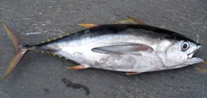 Bigeye Tuna Fish Characteristics, Diet, Breeding