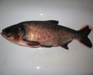 Bighead Carp Fish Characteristics, Feeding & Breeding