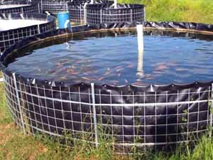 biofloc fish farming