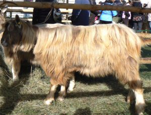 Bionda dell’Adamello Goat Characteristics & Uses