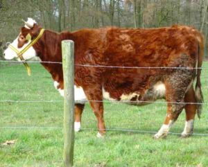 Blaarkop Cattle Characteristics, Uses & Origin