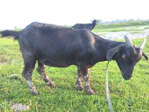 black bengal goat, bangladeshi goat, goat farming bangladesh, black bengal goat farming, black bengal goat bangladesh