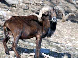 black hawaiian sheep, black hawaiian sheep characteristics