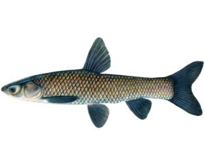 Black Carp Fish Characteristics, Feeding, Breeding