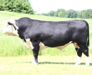 Black Hereford Cattle Characteristics & Uses Info