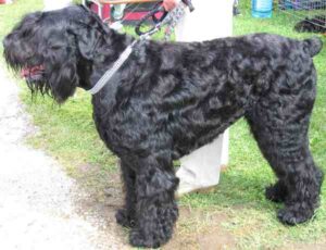 Black Russian Terrier Dog: Characteristics, Origin