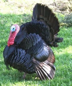 Black Turkey Characteristics, Origin & Uses Info