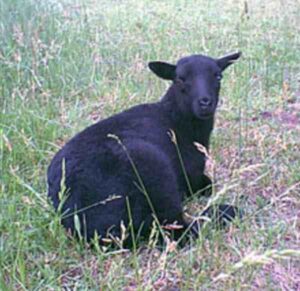 Black Welsh Mountain Sheep Characteristics & Uses
