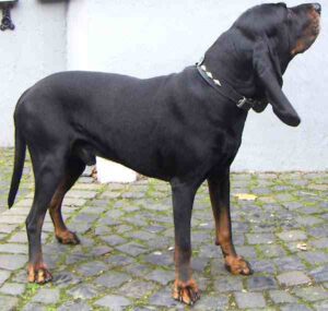 Black and Tan Coonhound Dog: Characteristics, Origin