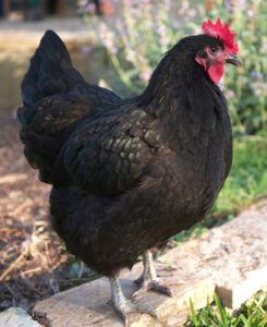 Black Australorp Chicken Characteristics & Best 24 Facts