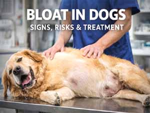 boat in dogs, causes of boat in dogs, risks of boat in dogs, symptoms of boat in dogs, treatment of boat in dogs