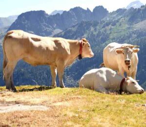 Blonde d’Aquitaine Cattle Characteristics & Uses