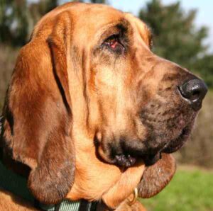 Bloodhound Dog: Characteristics, Temperament, Origin