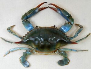 Blue Crab Characteristics, Diet, Breeding & Uses