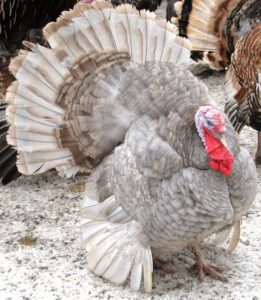 Slate Turkey Farming: Best Business for High Profits