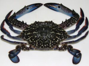 Blue Swimming Crab Characteristics, Diet, Breeding