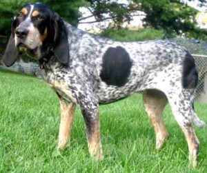 Bluetick Coonhound Dog: Characteristics & Origin Info