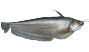BoalFish 1