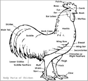 Body Parts Of Chicken – External and Internal With Function