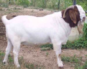 Commercial Meat Goat Farming is Highly Profitable