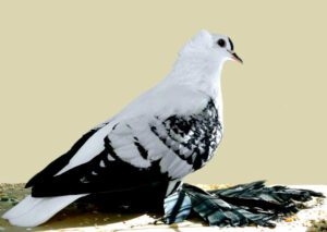 Bohemian Fairy Swallow Pigeon Characteristics