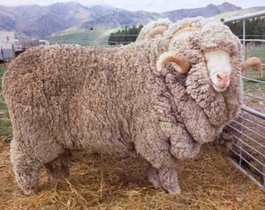 Booroola Merino Sheep Characteristics & Uses
